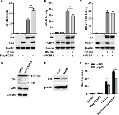 PCBP1 interacts with the HTLV-1 Tax oncoprotein to potentiate NF-κB activation